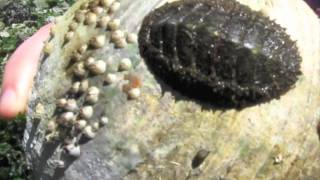 Mollusca Mossy Chiton [upl. by Amero998]