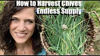 How to Harvest amp Store Chives for Endless Supply 🌱 [upl. by Lawlor]