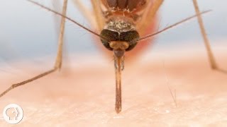 How Mosquitoes Use Six Needles to Suck Your Blood  Deep Look [upl. by Kinemod]