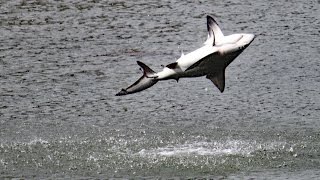 Spinner Sharks Jumping FYV [upl. by Al]