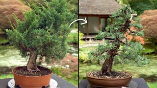 Learn how to create a Juniper Bonsai tree [upl. by Eraste823]