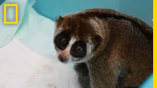 Slow Lorises Rescued From Illegal Pet Trade  National Geographic [upl. by Nnazil62]