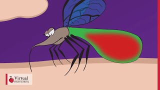 Mechanism of a Mosquito Bite [upl. by Eninnaj]