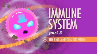 Immune System Part 3 Crash Course Anatomy amp Physiology 47 [upl. by Eniamert]