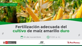 Fertilización adecuada del cultivo de maíz amarillo duro [upl. by Oned]