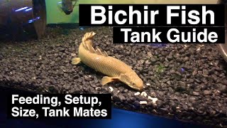 Senegal Bichir Care Guide  Feeding amp Size [upl. by Enrichetta]