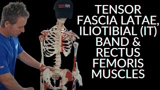 Anatomy Series  Tensor Fascia Latae Iliotibial IT Band amp Rectus Femoris Muscles [upl. by Hopfinger]