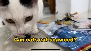 Tinie Moo finds new seaweed snack Can cats eat seaweed [upl. by Lienahs]