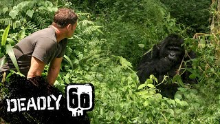 Gorilla shows Steve whos boss  Deadly 60  BBC Earth Kids [upl. by Ahsaeym725]