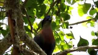 Purple Crested Turaco calling [upl. by Stefania]