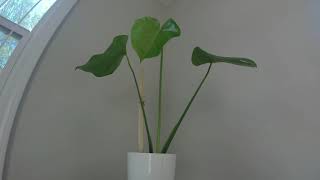 Monstera Deliciosa Growth Timelapse  17 days [upl. by Norina]