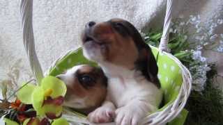 3 week old Beagle Puppy Howling [upl. by Ermina]