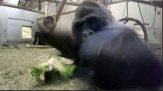 Silverback gorilla punches me [upl. by Rebme]