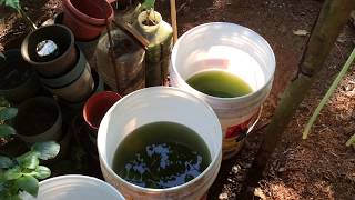 How to grow Green Water Algae [upl. by Kenlay]