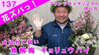 魚柳梅ギョリュウバイは水切れに弱い寄せ植えギャザリングを作るコツ【花ズバっ】137旬の花とその使いかた紹介花創人ガーデニング教室 [upl. by Jonathan421]