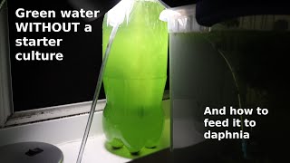 Green Water WITHOUT a Starter Culture  From Scratch  How To [upl. by Sutelc]