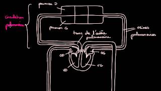 Circulation pulmonaire et circulation systemique [upl. by Anaugahs344]