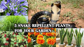 5 SNAKE REPELLENT PLANTS FOR GARDEN [upl. by Brunhilde94]