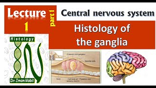 1aHistology of GangliaCNS [upl. by Alyel]