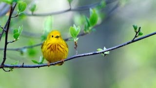 Yellow Warbler Portrait [upl. by Bitthia]