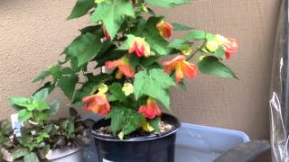 Flowering maple lucky lantern  Abutilon [upl. by Hanselka138]