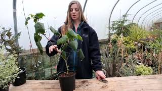 Pruning abutilons  Burncoose Nurseries [upl. by Medor179]