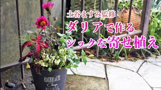 【 秋の寄せ植え 】ダリアで作るシックな寄せ植え [upl. by Elyac]