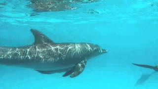 Snorkeling video Zanzibar Dolphins of Mnemba Atoll with One Ocean [upl. by Garek]