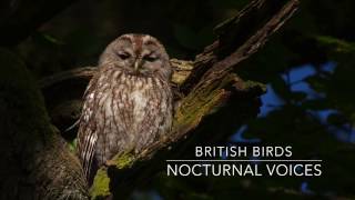 British Birds  Nocturnal Voices [upl. by Siderf732]