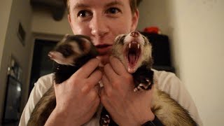 What Its REALLY Like Owning Ferrets [upl. by Salesin]