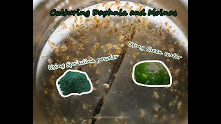 How To Culture Daphnia and Moinas using Green Water Spirulina powder [upl. by Onin]