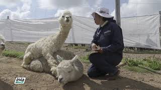 EMPADRE CONTROLADO PARA EL MEJORAMIENTO GENETICO DE ALPACAS [upl. by Dorrie]