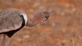 Buffcrested Bustard Courtship [upl. by Nauq596]