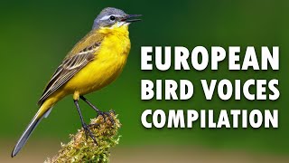 Nature sounds – European birds singing [upl. by Giustino]