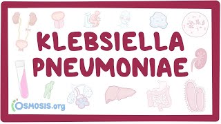 Klebsiella pneumoniae  an Osmosis Preview [upl. by Raynold]