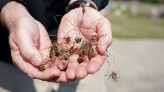 Get It Growing How to Combat Nutsedge [upl. by Laerol]