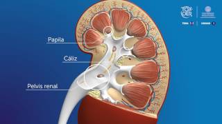 Anatomía del sistema renal  Parte 1 [upl. by Hsiwhem]