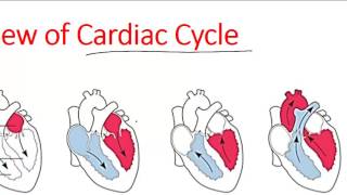 Echocardiography Essentials Mastering the apical fourchamber view 4CV [upl. by Aivyls]