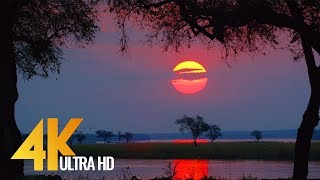 4K Wild Animals  Africa Mana Pools National Park with Nature Sounds  4 HRS [upl. by Trebmer]