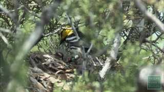 Austins Warblers Nesting Goldencheeked Warblers [upl. by Leen53]