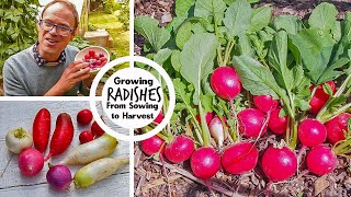 Growing Radishes from Sowing to Harvest [upl. by Eide]