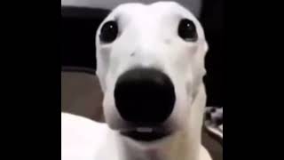 White dog shivering meme 1 HOUR [upl. by Assirrac]