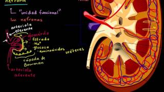 El riñón y la nefrona  Biología humana  Biología  Khan Academy en Español [upl. by Annawt]