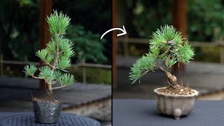 Creating a Pine Bonsai [upl. by Yeltrab]