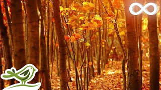 Fall Asleep Fast Deep Relaxing Music Sleep Music Meditation Music Sleeping Music ★135 [upl. by Ait]