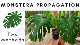 Monstera Propagation Soil and Water Propagation [upl. by Knipe]