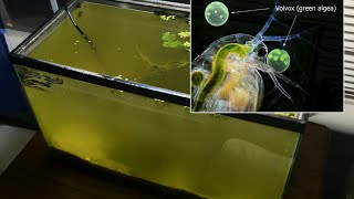 Raising Daphnia for the Freshwater Aquarium [upl. by Herrington302]