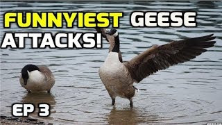 Funnyiest Aggressive Geese attacks complation  2018 [upl. by Manno]