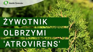 Żywotnik olbrzymi ‘Atrovirens’  tuja na żywopłoty szybko rosnące [upl. by Harned]