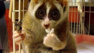 Distraction Slow loris eats a rice ball [upl. by Hanoy]